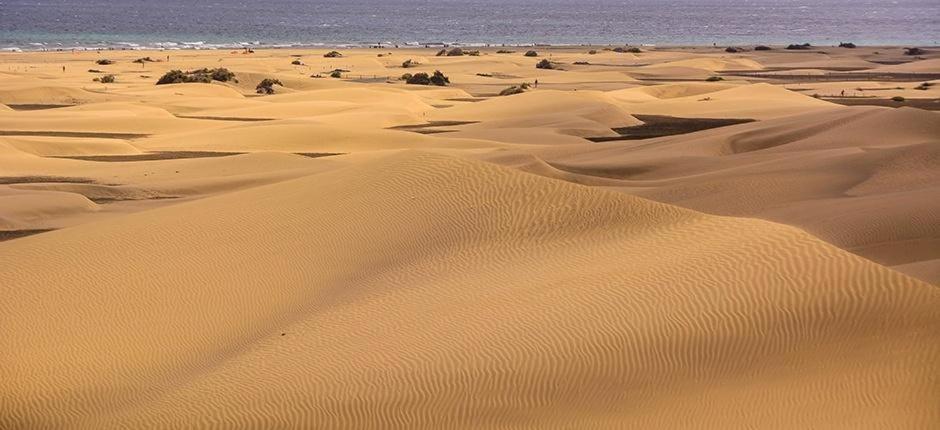 Relax Bungalow With Parking Maspalomas (Gran Canaria) Exterior foto
